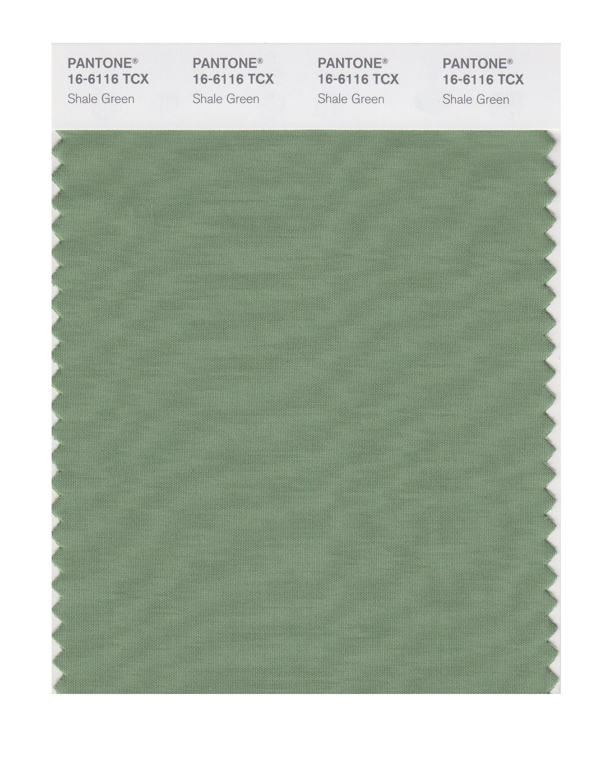 Pantone Cotton Swatch 16-6116 Shale Green
