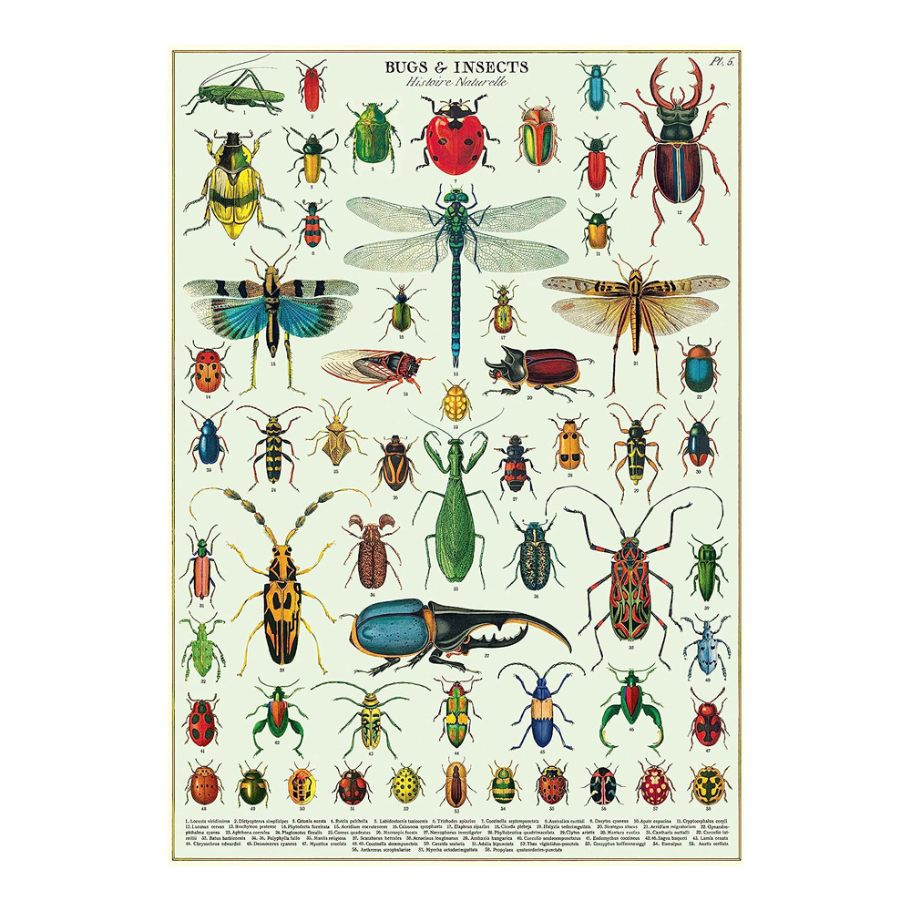 Decorative Wrap 20X28 Bugs/Insects