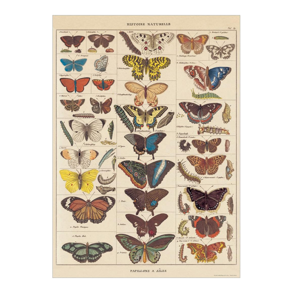 Decorative Wrap 20X28 Natl History Butterfly