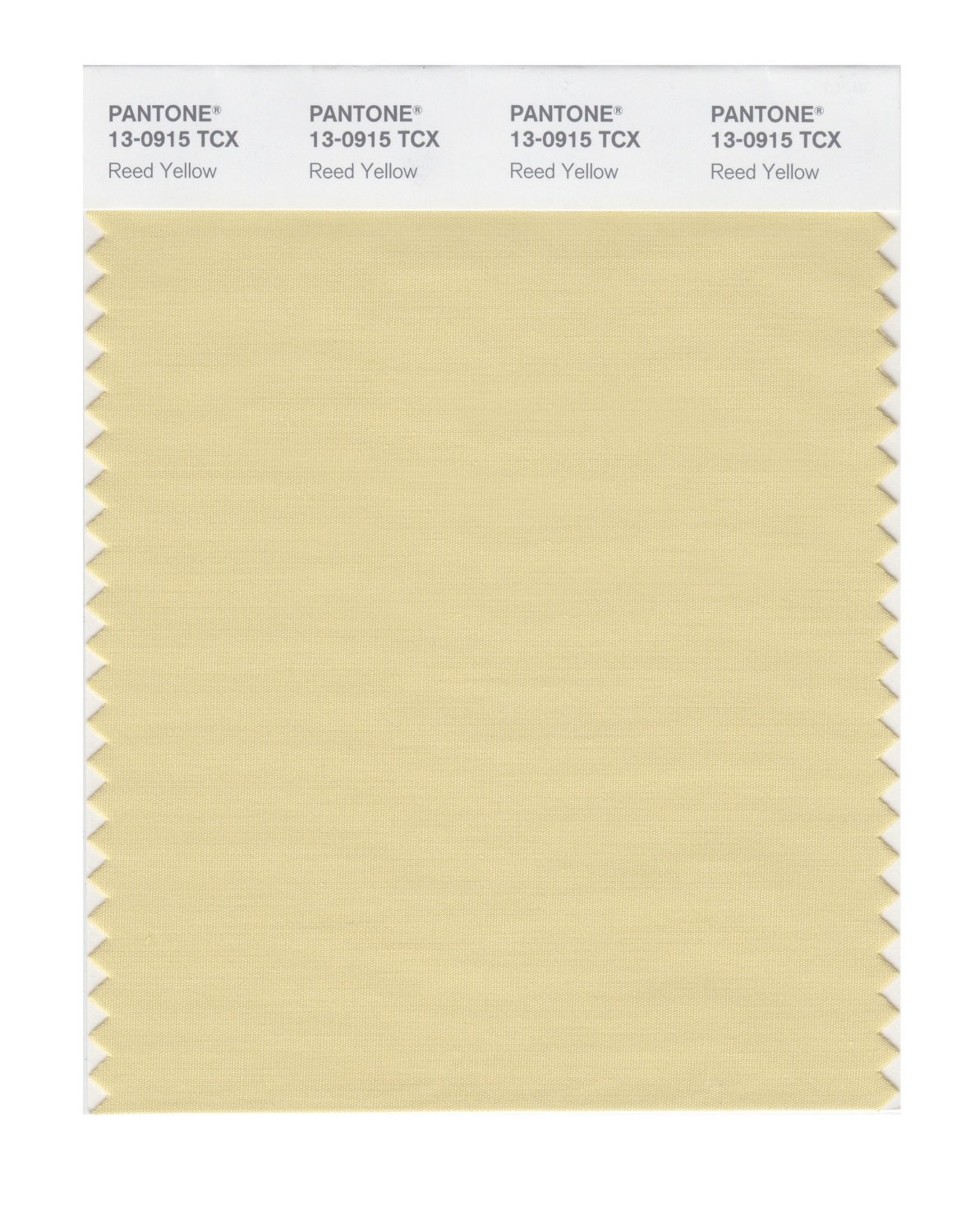 Pantone Cotton Swatch 13-0915 Reed Yellow