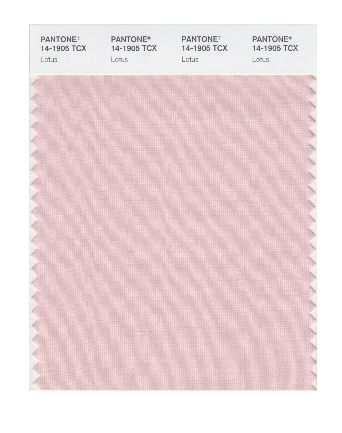 Pantone Cotton Swatch 14-1905 Lotus