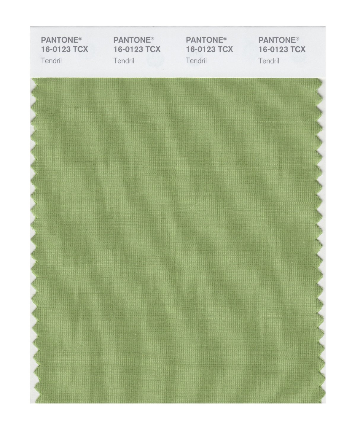 Pantone Cotton Swatch 16-0123 Tendril