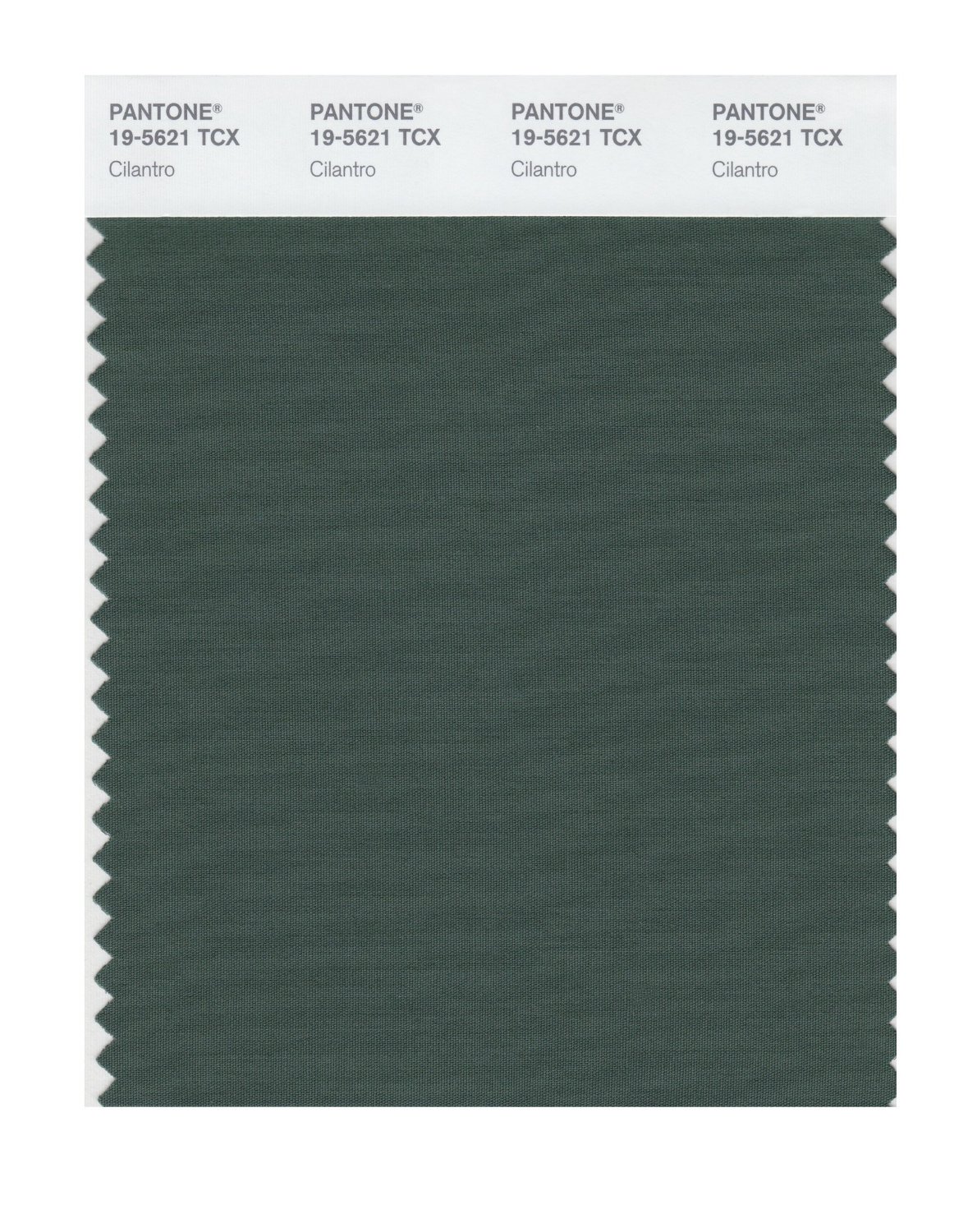 Pantone Cotton Swatch 19-5621 Cilantro