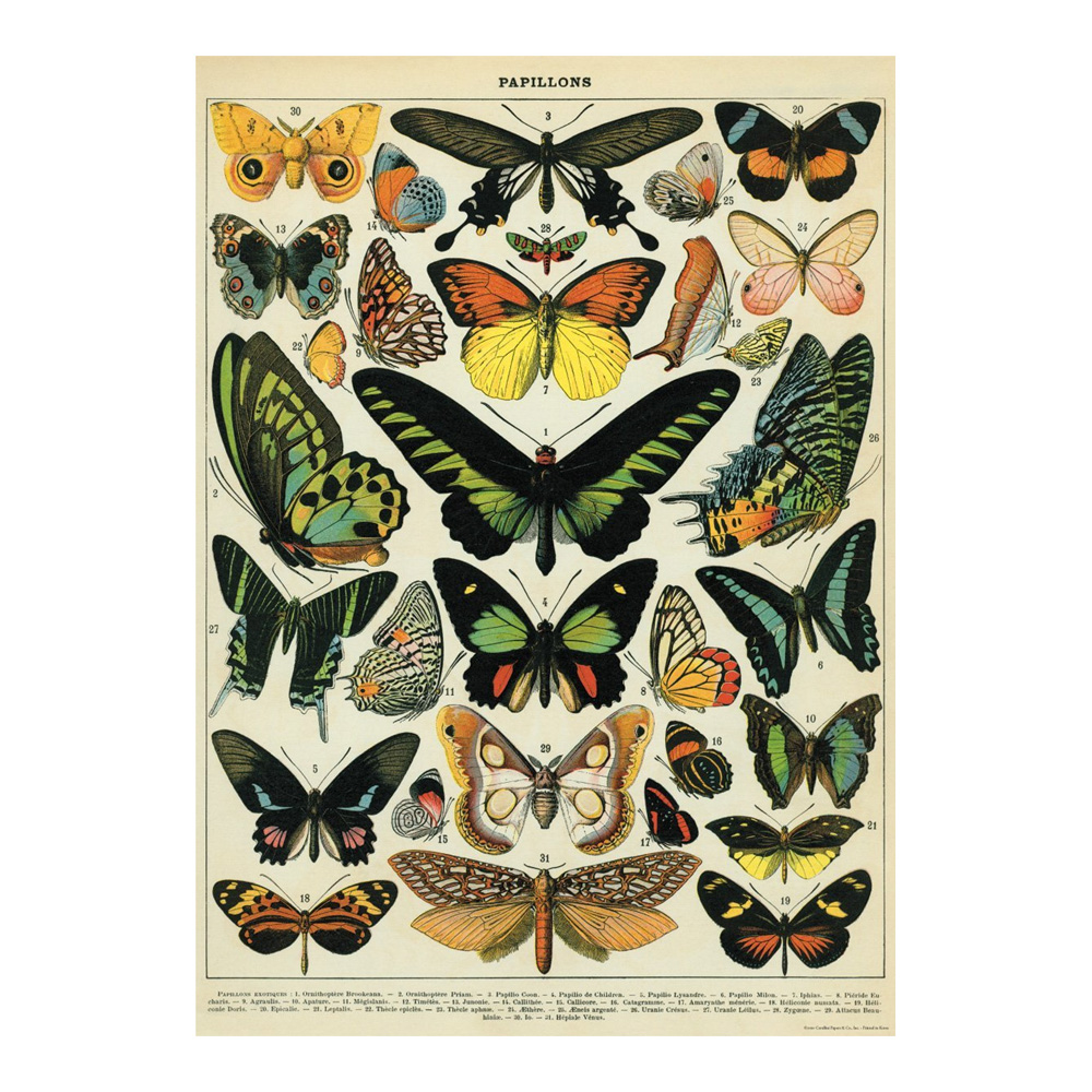 Decorative Wrap 20X28 Butterflies