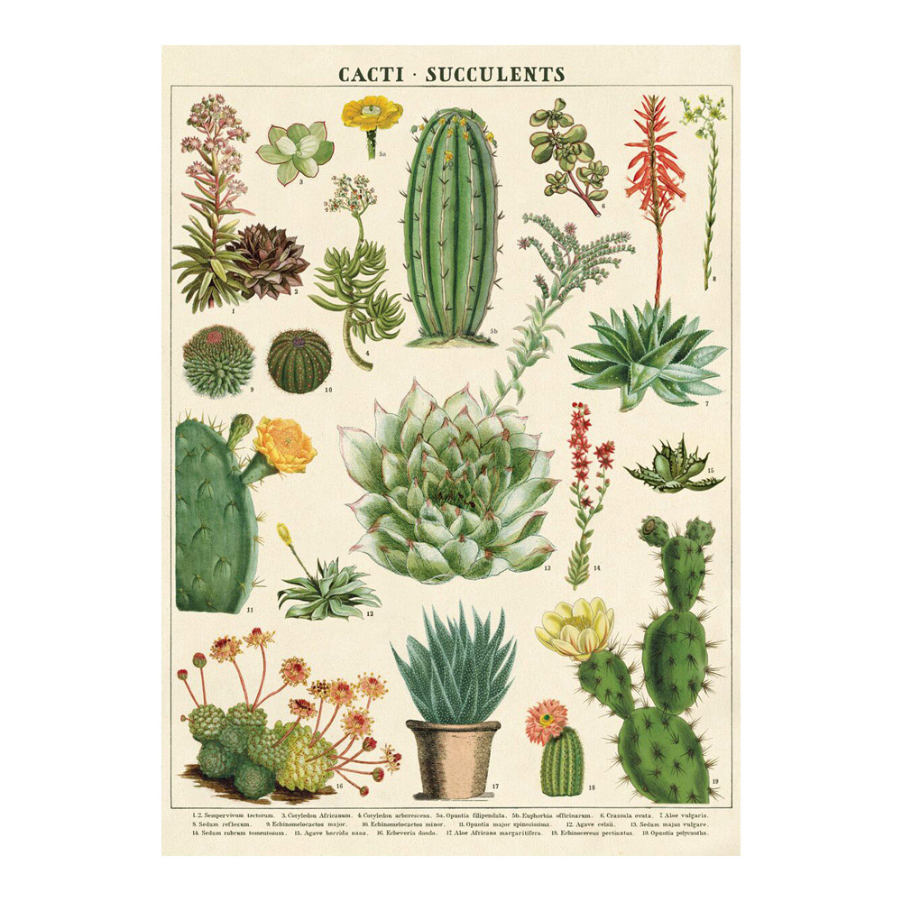 Decorative Wrap 20X28 Cacti & Succulents