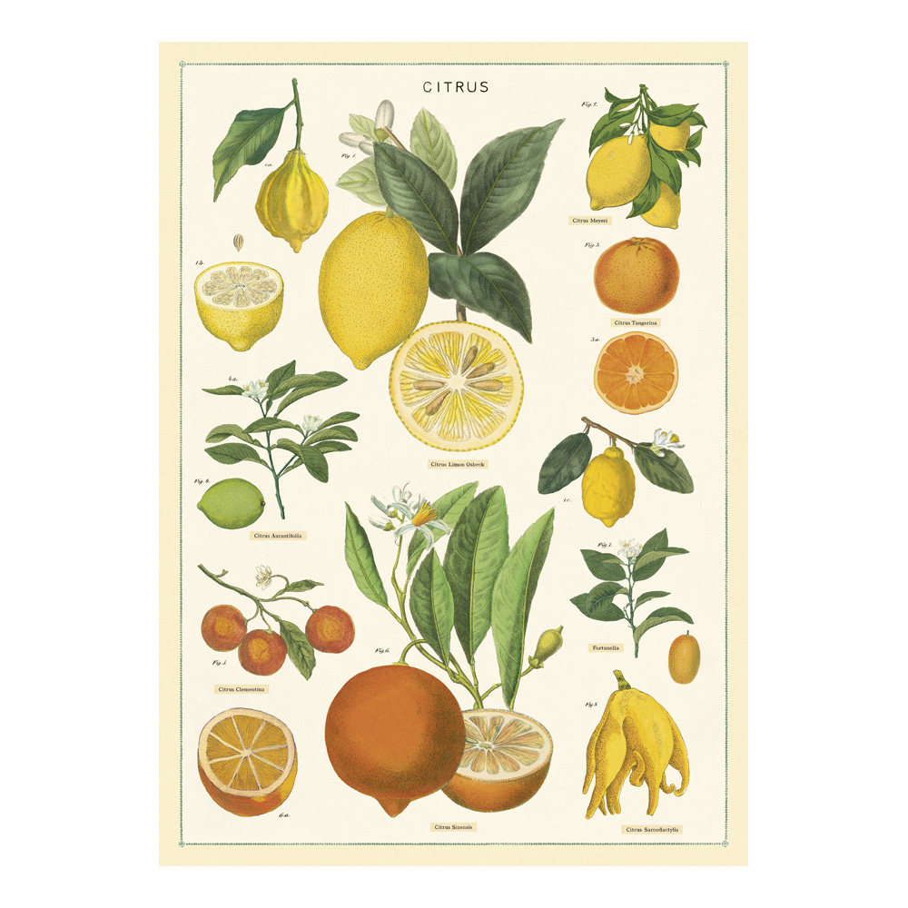 Decorative Wrap 20X28 Citrus