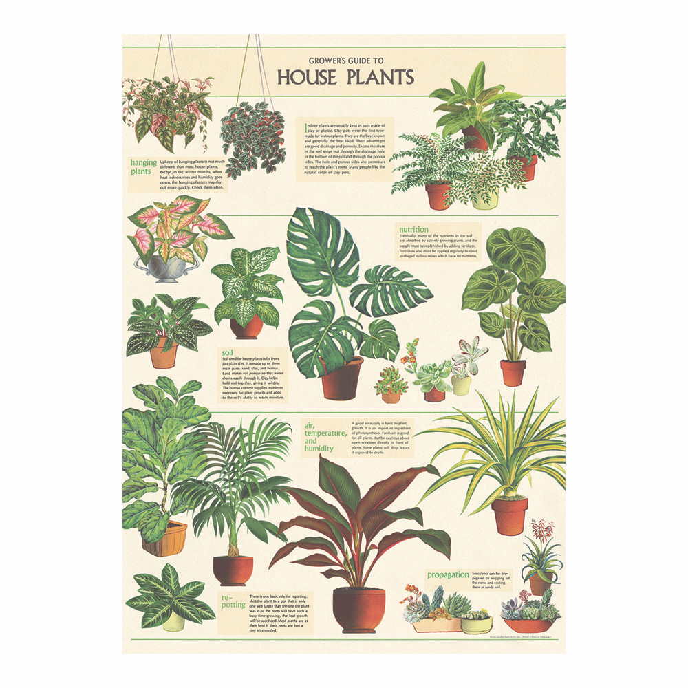 Decorative Wrap 20X28 House Plants