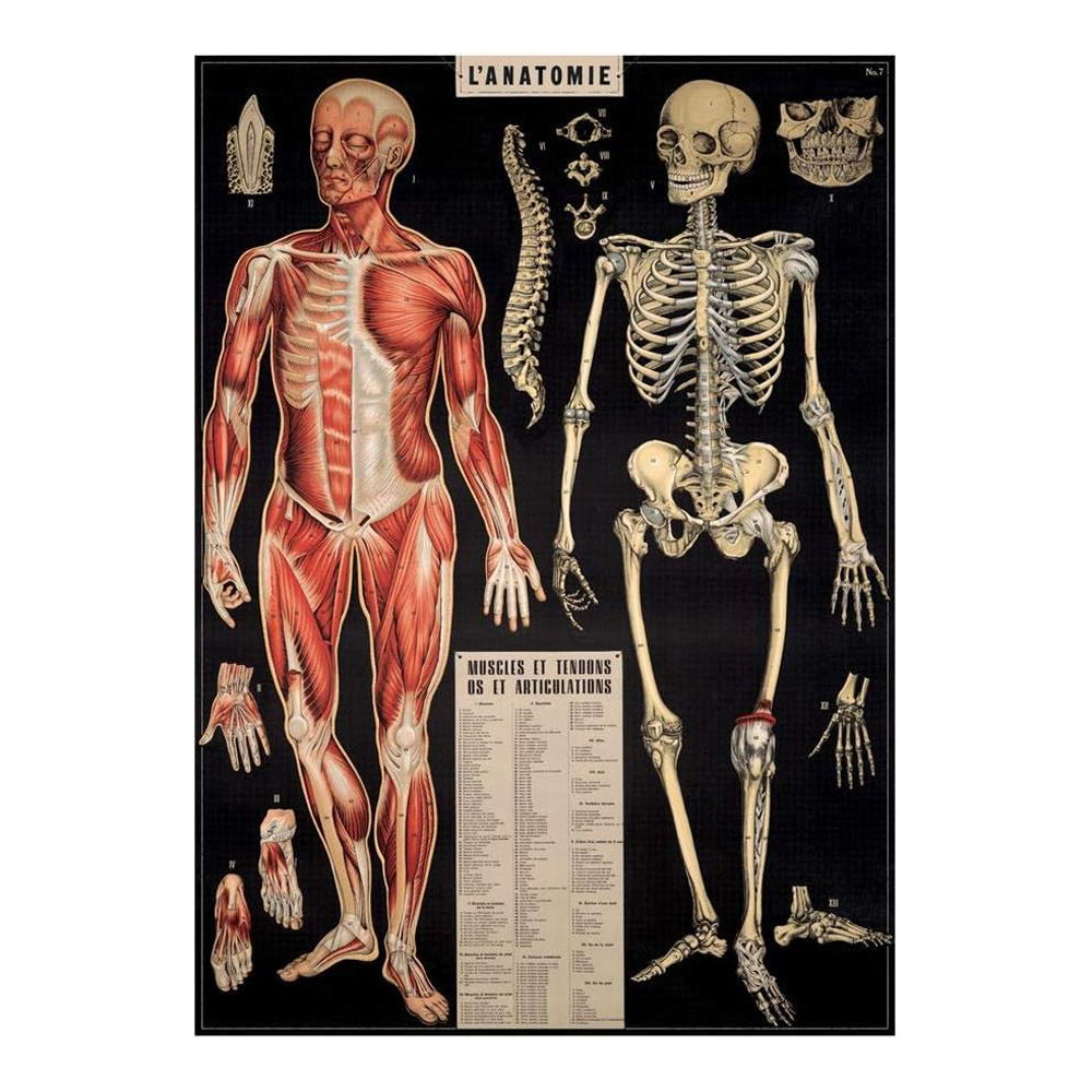 Decorative Wrap 20 X 28 L'anatomie