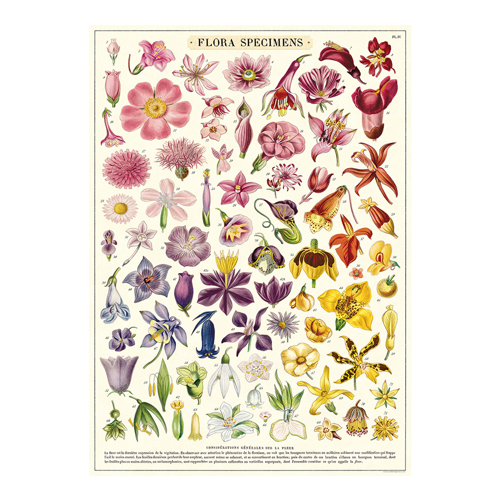 Decorative Wrap 20 X 28 Flora Specimens