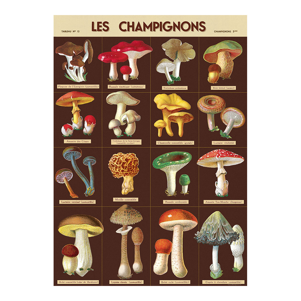 Decorative Wrap 20 X 28 Les Champignons