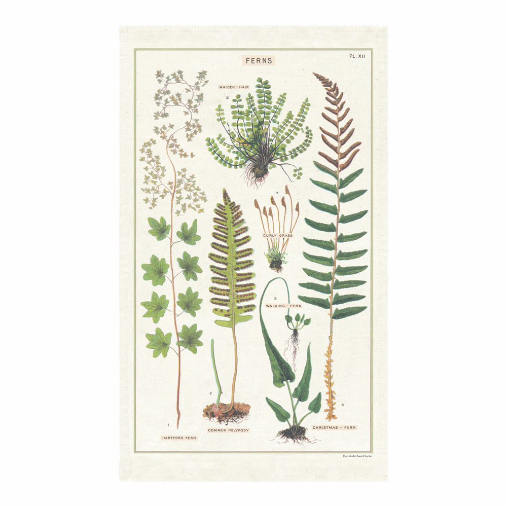 Tea Towel Ferns