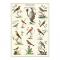 Decorative Wrap 20X28 Ornithology